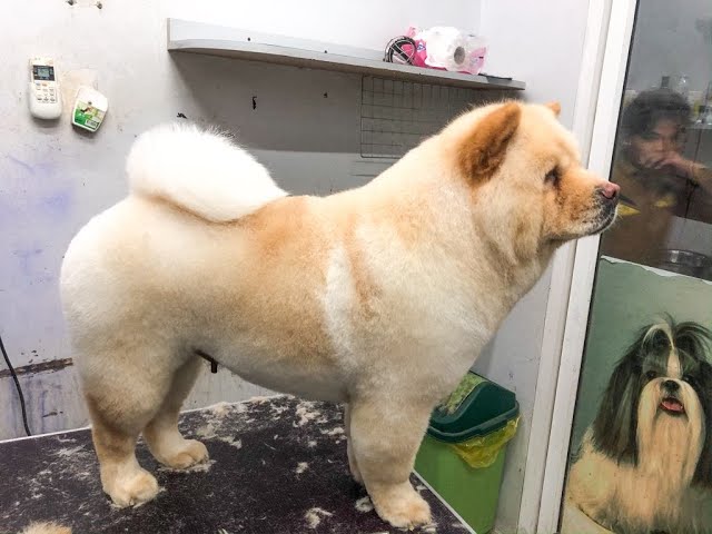 毛发修剪完成后的松狮犬