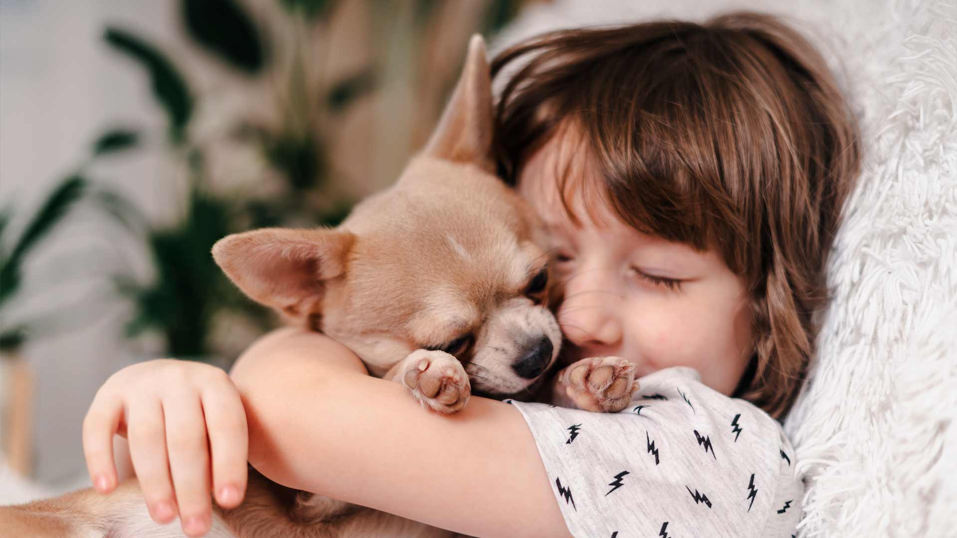 小女孩抱着吉娃娃犬睡觉