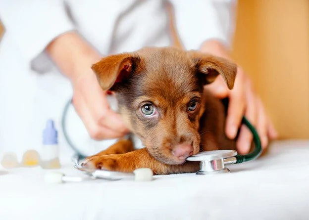医生正在给狗狗做治疗