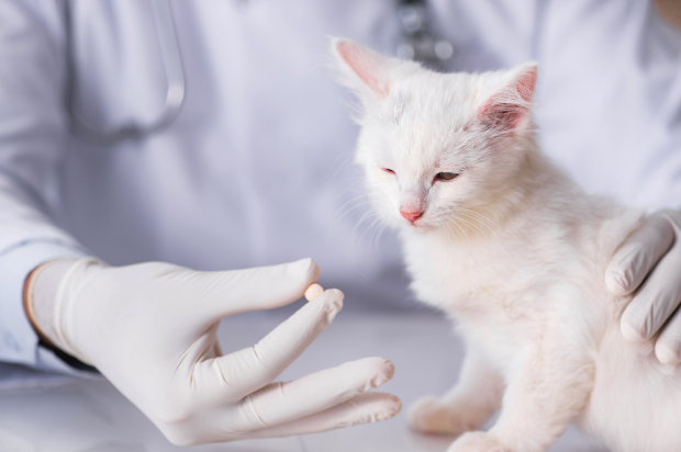 兽医在给猫咪喂药