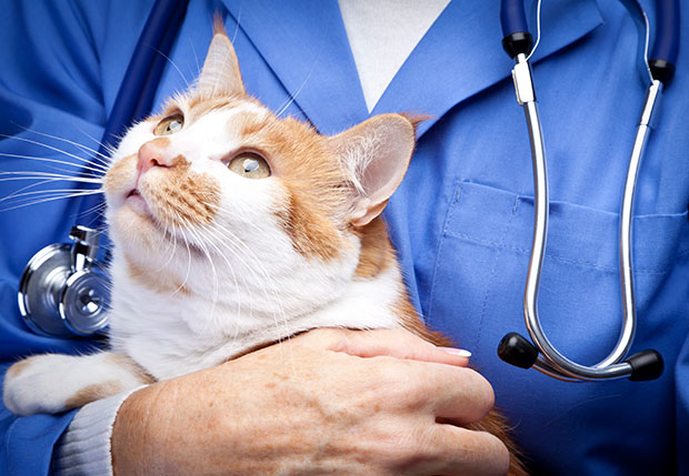 兽医在给猫咪做治疗