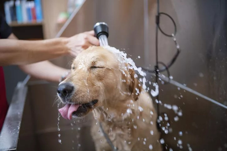 主人在给狗狗用跳蚤洗发水