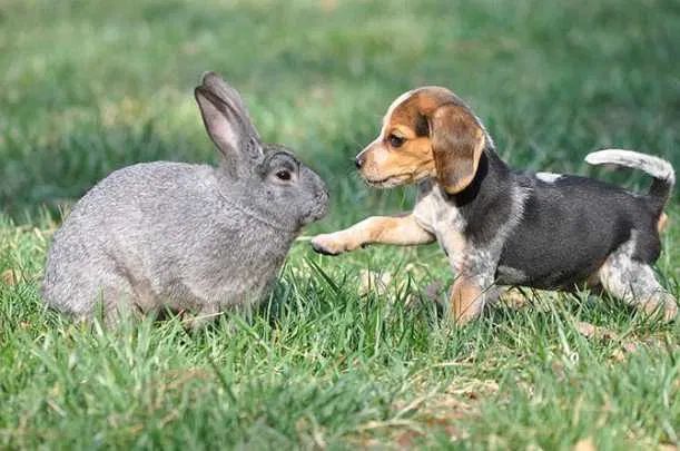 小比格犬在慢慢熟悉兔子