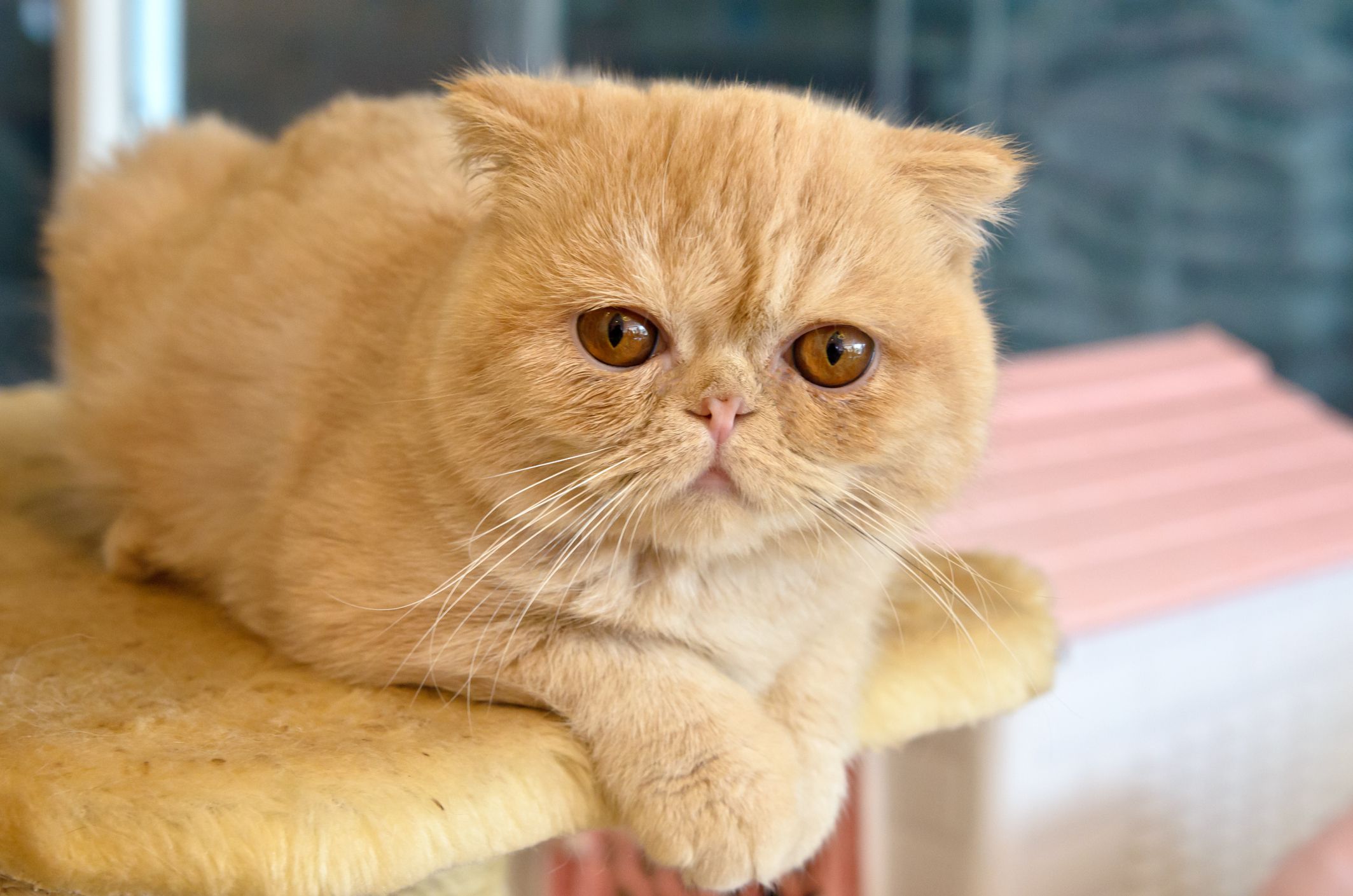橘黄色的加菲猫趴在凳子上