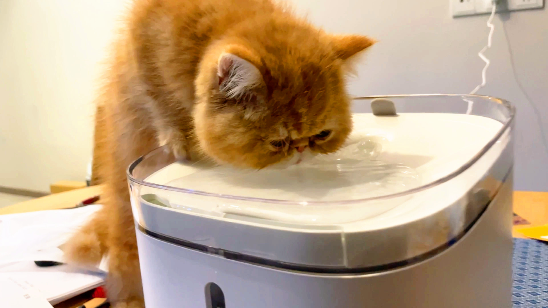 正在喝水的加菲猫