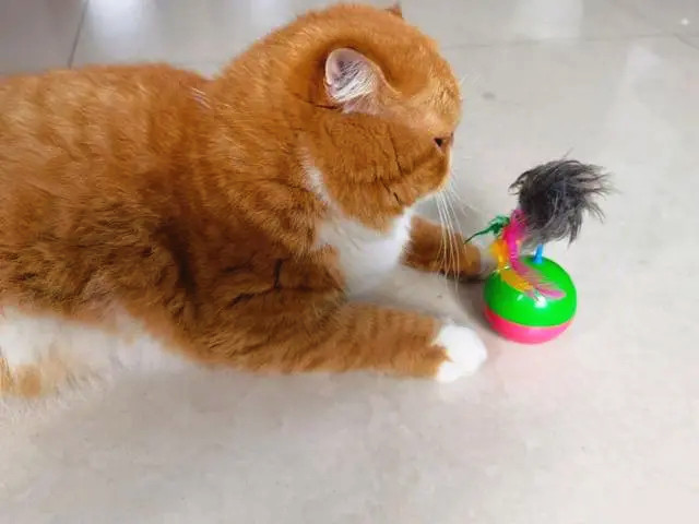 加菲猫在玩它的玩具