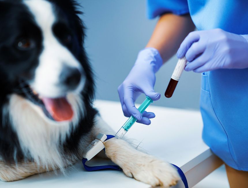 接受疫苗接种的边境牧羊犬