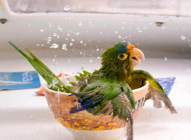 鹦鹉多久洗澡一次合适？