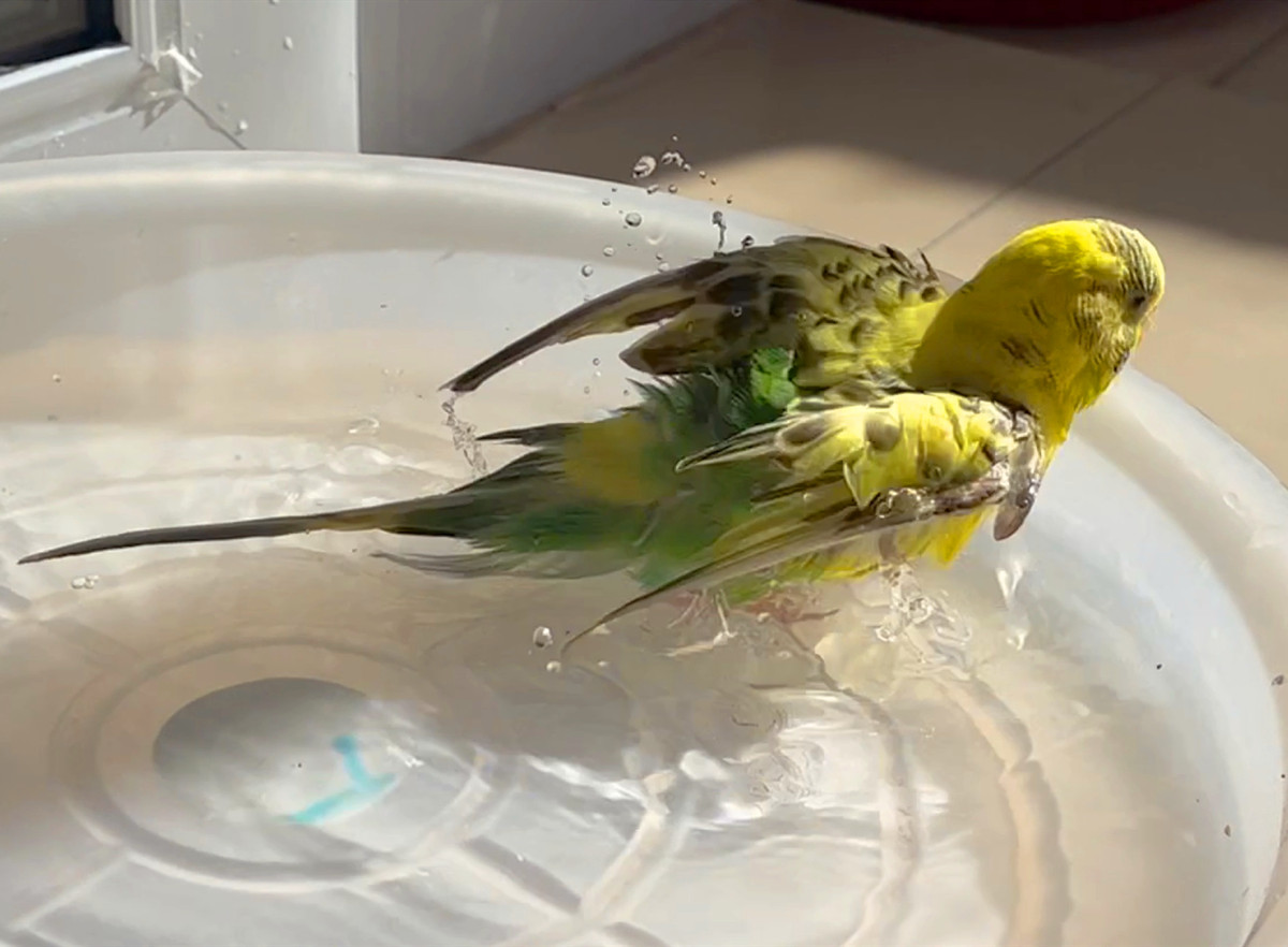 正在洗澡的鹦鹉