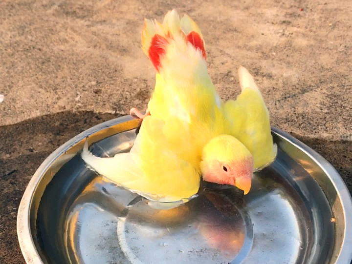 自己在铁盘里洗澡的黄色鹦鹉