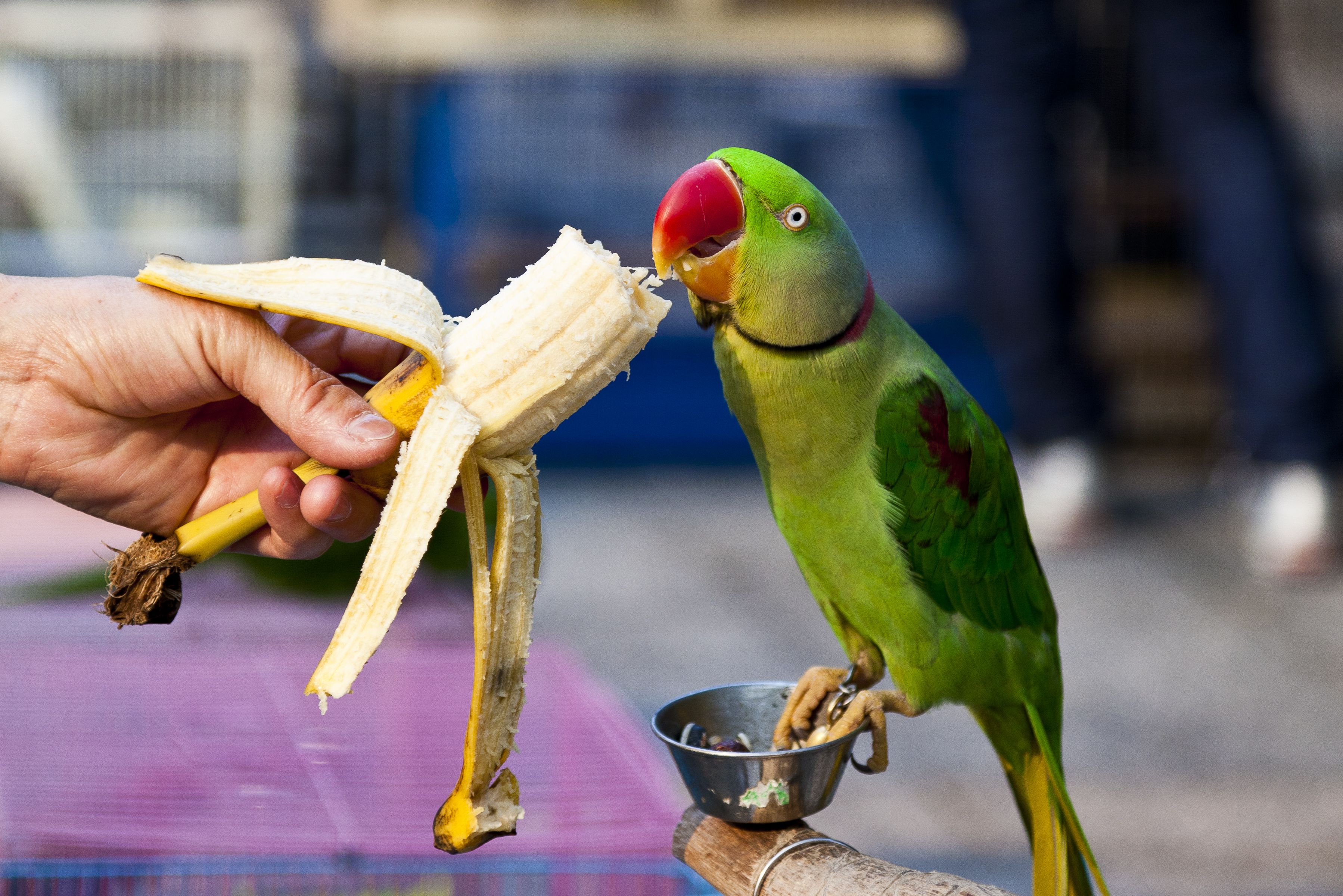 正在吃香蕉的鹦鹉