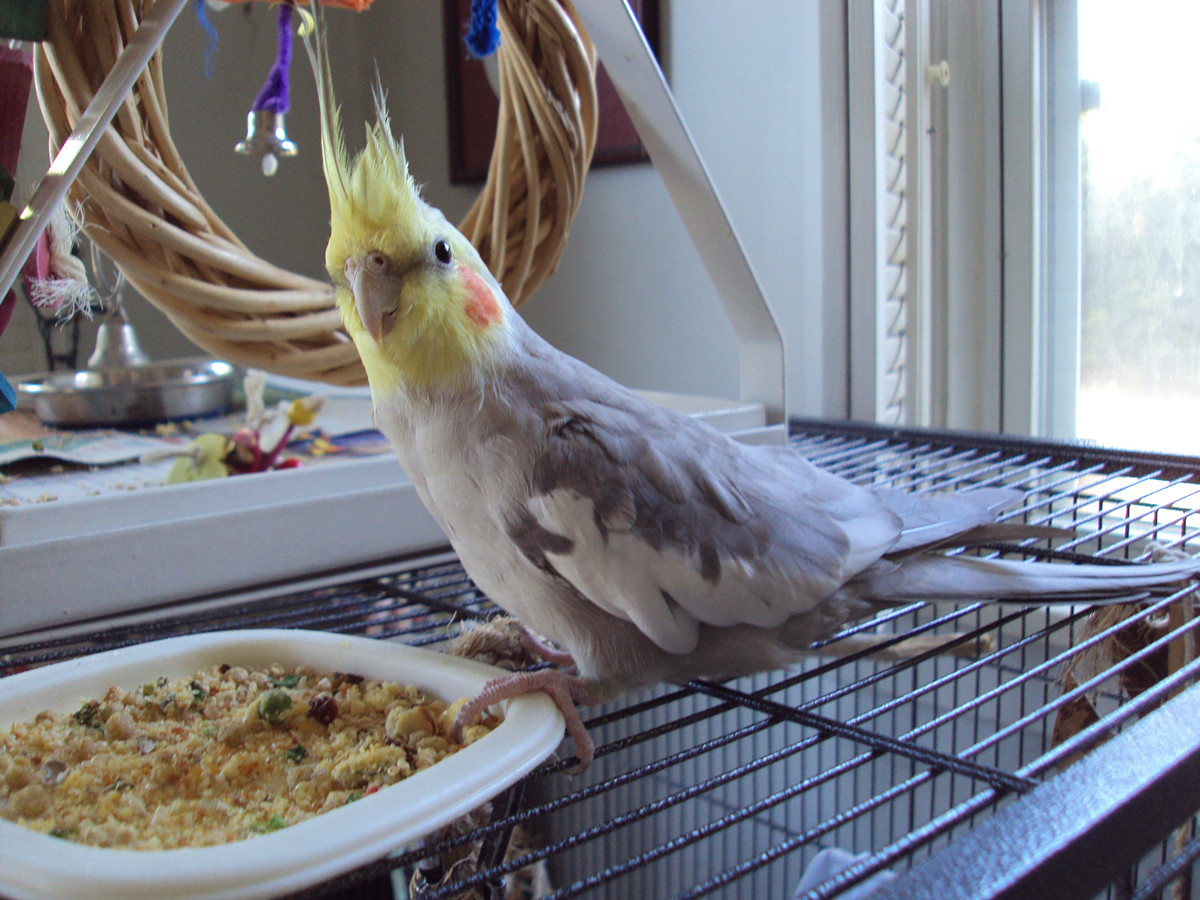 一只正在准备吃食物的玄凤鹦鹉