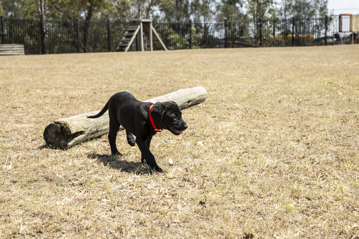 在公园接受训练的黑色拉布拉多幼犬