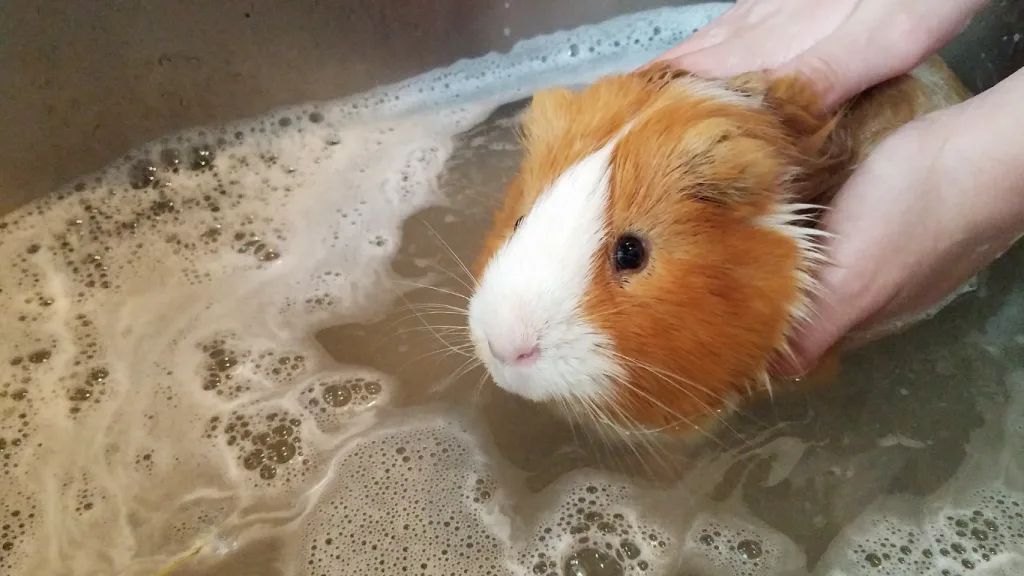 豚鼠多久需要洗一次澡？