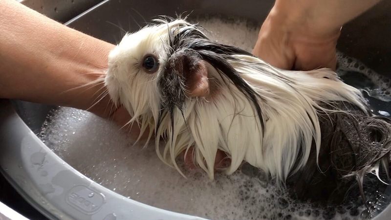 正在洗澡的豚鼠