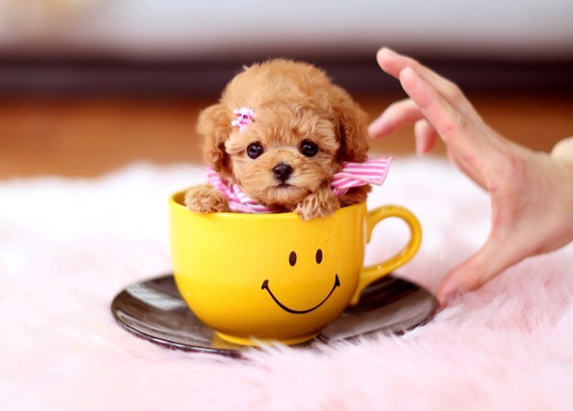 在茶杯里玩耍的茶杯犬