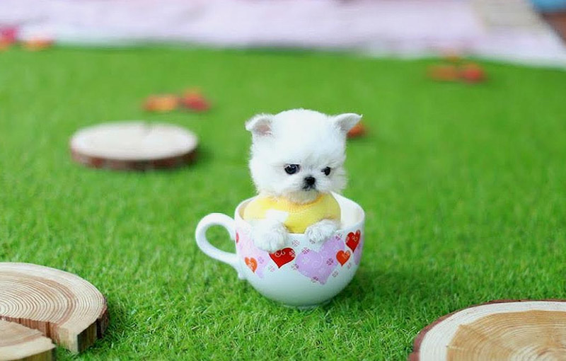 蹲在茶杯里的白色茶杯犬