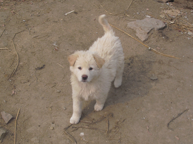 白色的中华田园犬幼犬