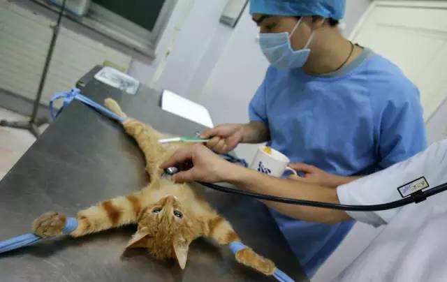 正在进行绝育手术的猫咪