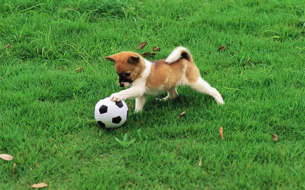 正在操场草坪上玩足球的小狗