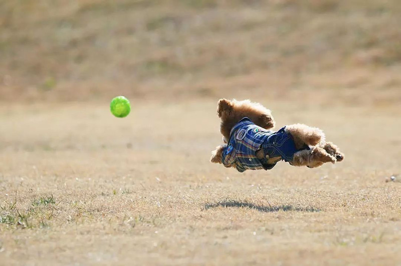 如何训练泰迪犬捡球？