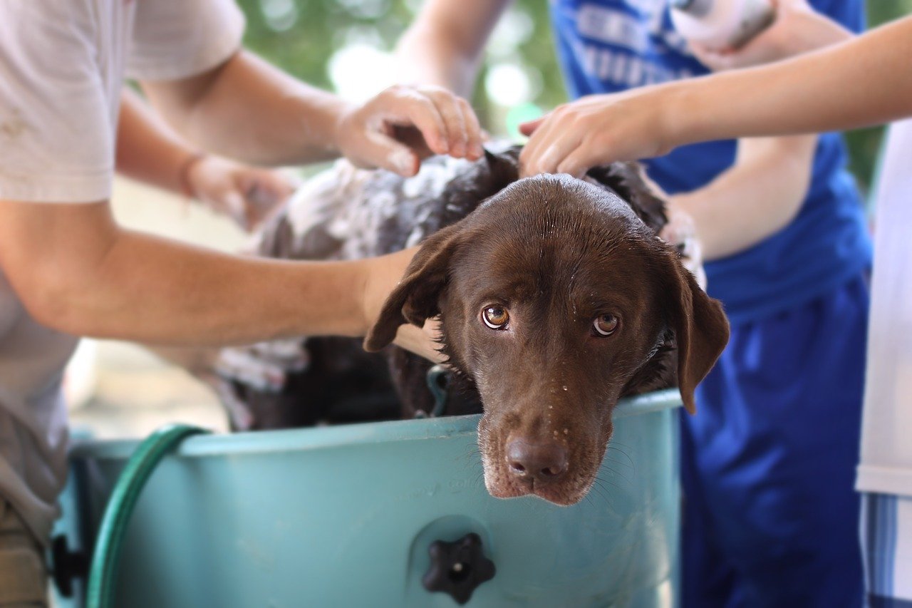 正在接受洗发的黑色拉布拉多犬