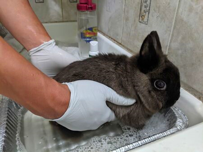 主人正准备给侏儒兔洗澡