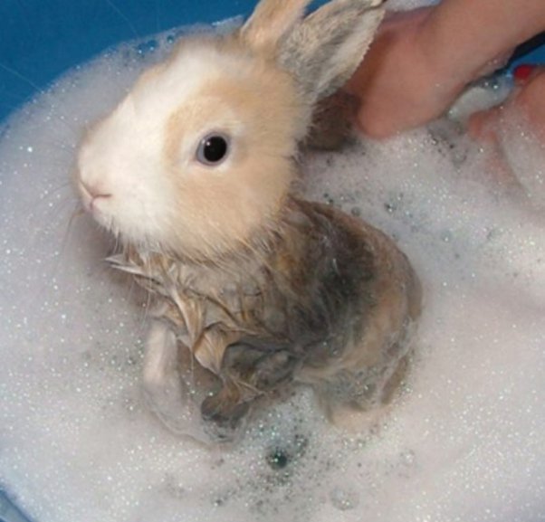 正在洗澡的侏儒兔