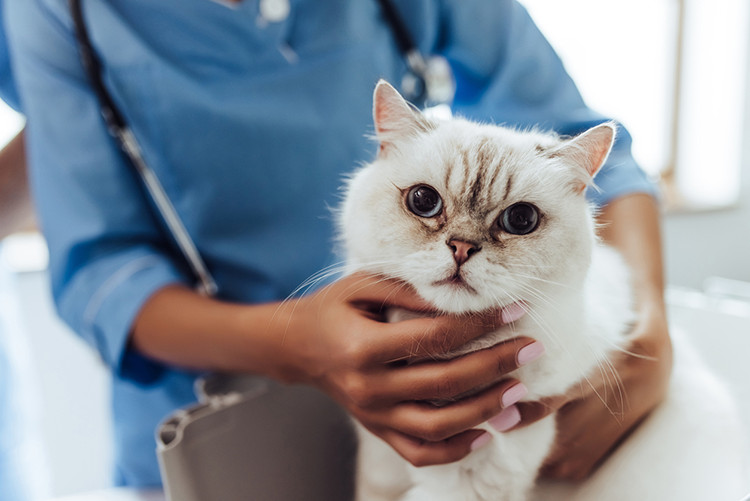 验证疫苗和健康记录是波斯猫健康判断标准之一