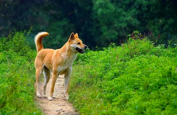 中华田园犬容易患哪些常见的疾病？