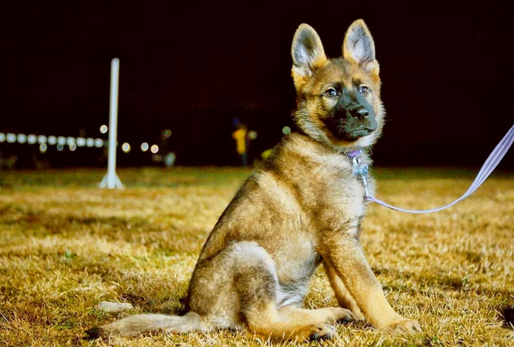在夜晚的公园进行牵手绳训练的德国牧羊犬幼犬