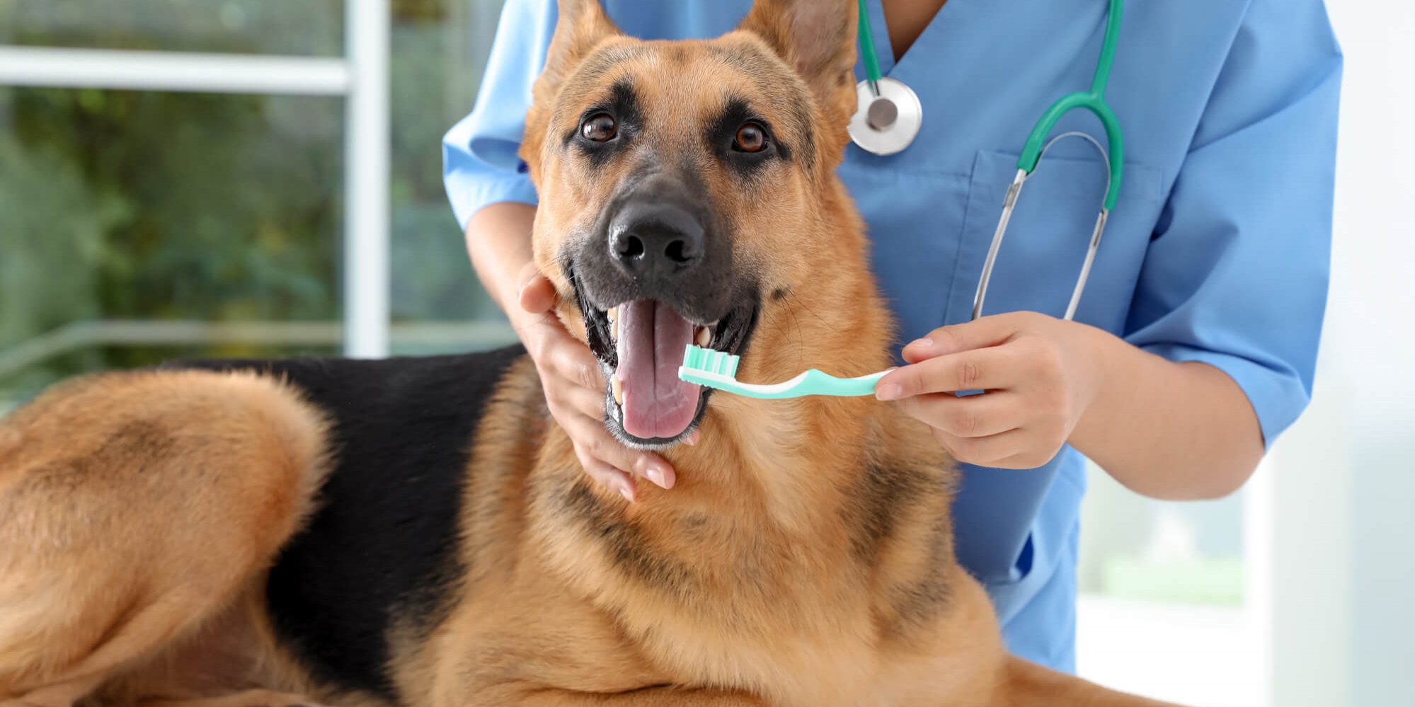 德国牧羊犬的牙齿护理应该如何进行？