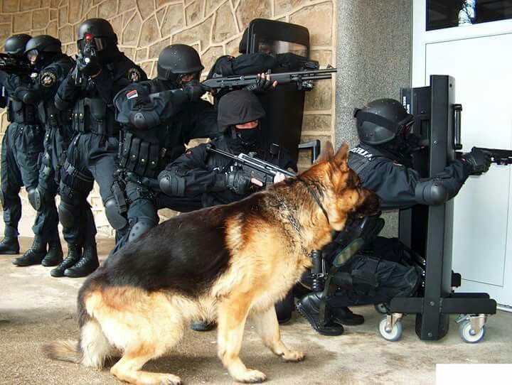 正在完成侦查任务的德国牧羊犬与警员