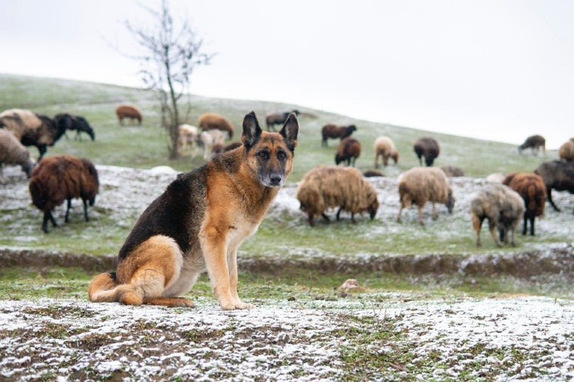德国牧羊犬怎么训练牧羊？