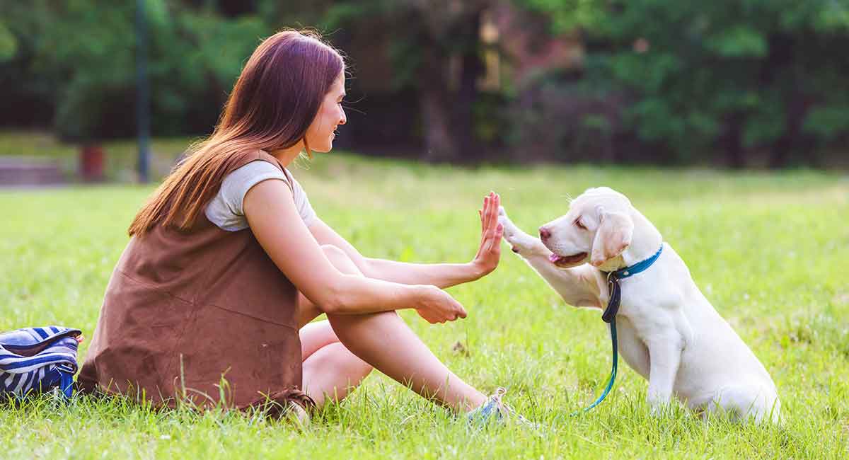 拉布拉多犬如何训练以接受家庭成员的指示和命令？