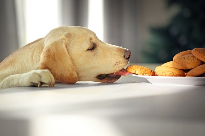拉布拉多犬如何训练以避免偷食或乞食？