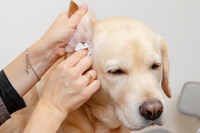 拉布拉多犬的耳朵需要清洁吗？