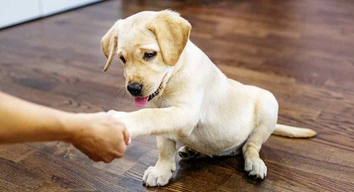 如何开始拉布拉多犬的基本训练？  
