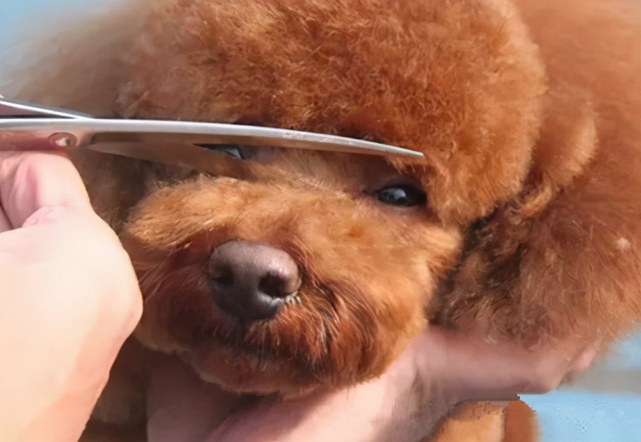 主人对泰迪犬的眼睛周边的毛发进行修剪