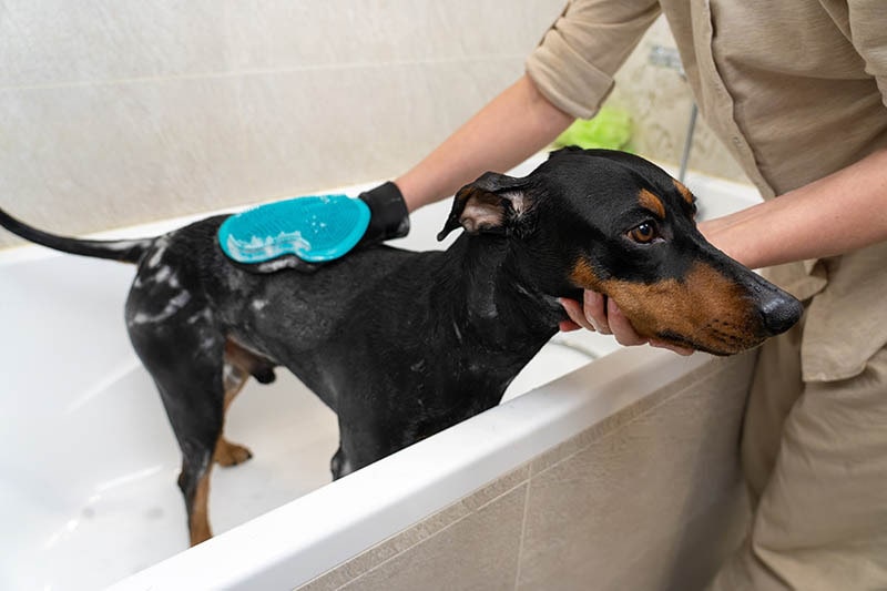 杜宾犬是否需要定期洗澡？