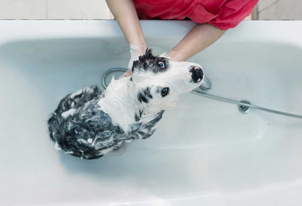 如何给边境牧羊犬洗澡时避免让水进入耳朵？