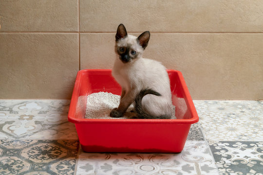 正在使用猫砂盆的暹罗猫幼崽