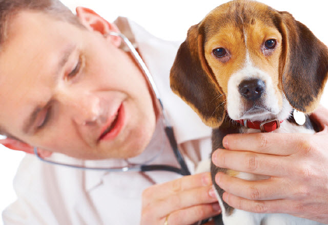 兽医在给比格犬做身体健康检查