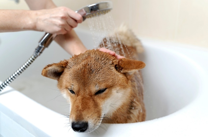 正在洗澡的柴犬