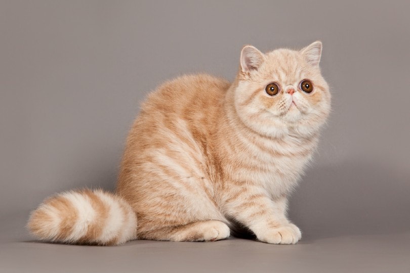 饲养加菲猫的注意事项有哪些?