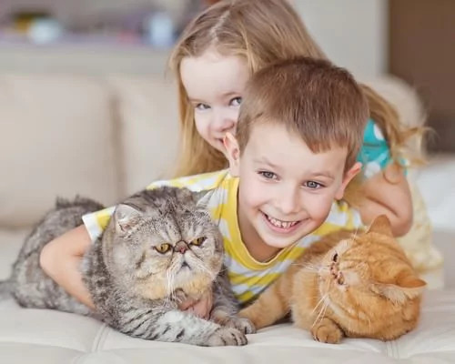 小孩与加菲猫在一起玩耍